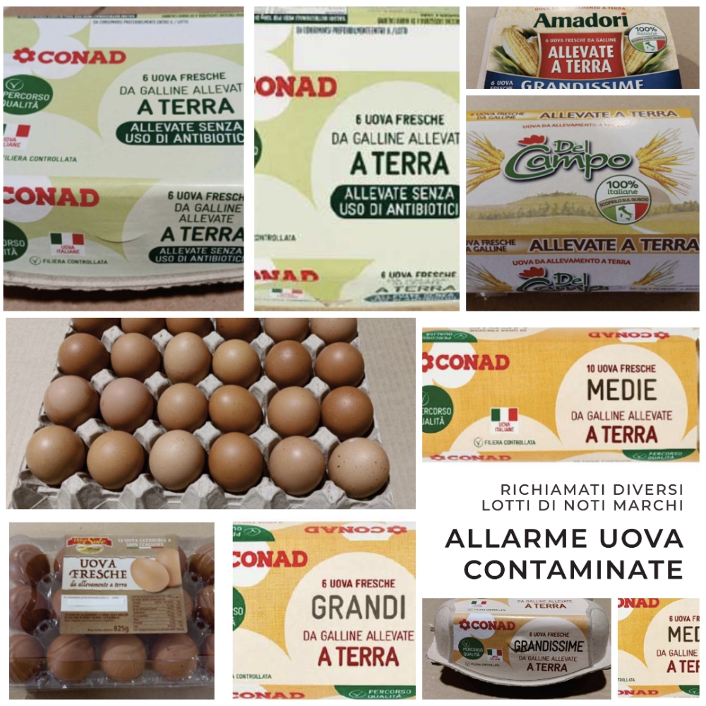 Allarme Uova Contaminate: Richiamati Diversi Lotti di Noti Marchi per Rischio Microbiologico