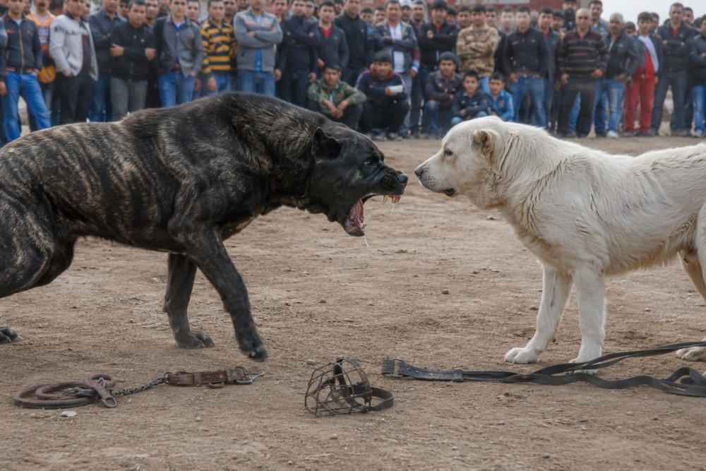 COLLARE A STROZZO O A STRANGOLAMENTO PER ANIMALI. COSA DICE LA LEGGE?