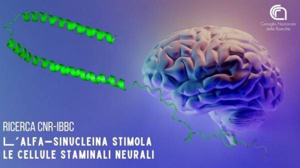 L'alfa-sinucleina stimola le cellule staminali neurali