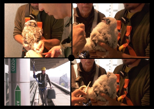 PIRELLONE - FALCHI PELLEGRINI: SCOPERTE LE CARATTERISTICHE DEI NUOVI PULLI