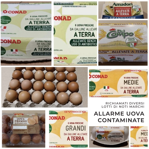 Allarme Uova Contaminate: Richiamati Diversi Lotti di Noti Marchi per Rischio Microbiologico